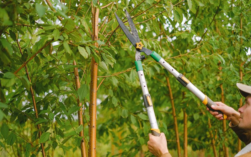Tree trimming in Copemish, MI