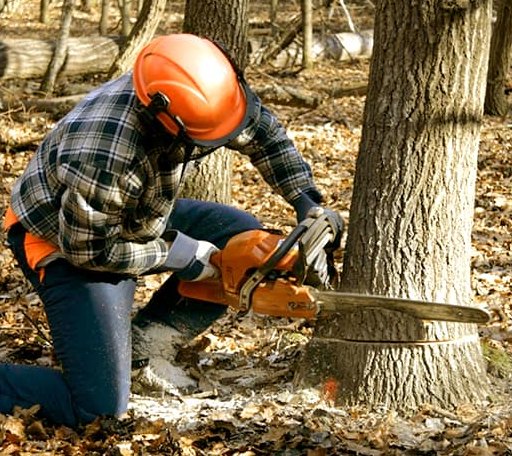 Tree Removal in Copemish, MI